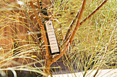 Bottle of Moringa oil in Moringa peregrina tree at Our Habitas AlUla, sustainable desert luxury resort in the Ashar Valley, Medina Province, Saudi Arabia