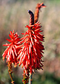 Aloe vera flower, Sao Miguel, Azores Islands, Atlantic, Portugal
