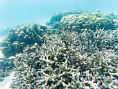 Underwater marine life on coral reefs, Thailand