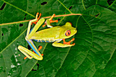 Red-eyed tree frog (red-eyed leaf frog) (Agalychnis callidryas) sitting on leaf, Costa Rica