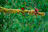 Male Resplendent quetzal (Pharomachrus mocinno) on branch, Costa Rica