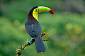Keel-billed toucan (Ramphastos sulfuratus), sitting on a branch, Costa Rica