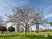 In Seville, the coral tree displays vibrant red flowers, blending nature with the backdrop of modern buildings under a clear sky.
