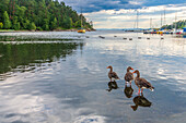 Serenity unfolds as ducks navigate the calm waters of Bygdoy harbor in Oslo, surrounded by lush greenery and distant boats.
