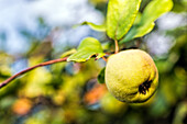 Nahaufnahme einer wilden Quittenfrucht, die lässig an einem Ast hängt.