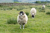 Swaledale sheep in Yorkshire , England