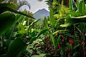 Ein üppiger Garten in La Fortuna, Costa Rica, mit dem Vulkan Arenal im Hintergrund