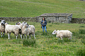 Swaledale and bluefaced leicester sheep in a Farm in Hawes Yorkshire