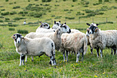 Swaledale and bluefaced leicester sheep in a Farm in Hawes Yorkshire