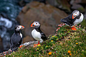 Puffins fratercula artica and birds nesting in the cliffs of Skalanes, Seydisfjordur Iceland.