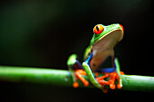 Red eyed tree frog, Agalychnis callidrias curious treefrog in rainforest Costa Rica hiding between green leafs