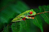 Red eyed tree frog, Agalychnis callidrias curious treefrog in rainforest Costa Rica hiding between green leafs