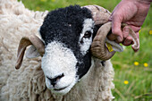 Swaledale sheep in Yorkshire , England