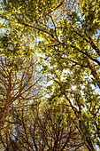 Beams of sunlight illuminate the lush forest of Sierra de Tentudia, highlighting oak and pine trees in a tranquil setting.
