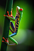 Red eyed tree frog, Agalychnis callidrias curious treefrog in rainforest Costa Rica hiding between green leafs