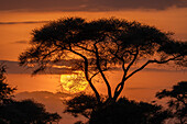 Sun sets over the savanna Serengeti, Tanzania