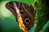 Owl butterfly in the rainforest park at La Fortuna, Costa Rica
