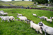 Swaledale sheep in Yorkshire , England