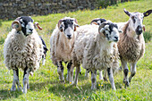 Swaledale sheep in Yorkshire , England