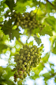 Clusters of green grapes hang on a vine with a vintage lens light effect.