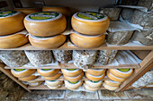 Young Killeen Cheese at the Courtyard Dairy in Yorkshire , England