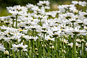 Ochsenaugen-Gänseblümchen in Yorkshire, England