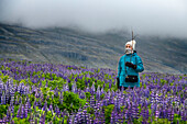 Blaue Alaska-Lupine (Lupinus nootkatensis) und Touristen schützen sich vor den Angriffen von Küstenseeschwalben in Skalanes, Seydisfjordur Island.