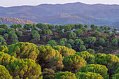 Lush green pine forests in Sierra Morena, Andalusia, offer a tranquil natural retreat.