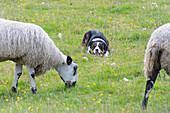 Shepherd dog with his sheep in Yorkshire , England