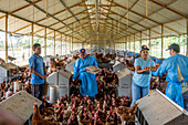Farmers in the barn of the Poultry Farm (Armenteros Finca), Panama