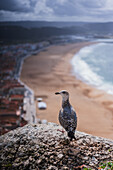 Seagull standing on a rock and view of Nazare beach and cityscape from viewpoint