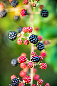 Vivid image of wild blackberries with ripe and unripe berries on a leafy background.