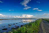 A dirt track runs beside Caño Travieso, showcasing the serene wetlands of Doñana National Park in Andalusia under a vibrant sky.