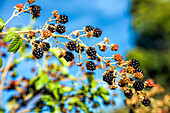 Close-up of a blackberry branch with ripe and unripe fruits against blue sky