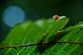 Red eyed tree frog, Agalychnis callidrias curious treefrog in rainforest Costa Rica hiding between green leafs