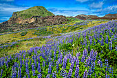 Eldfell-Lavafeld, Stadt Vestmannaeyjar, Heimaey, Westmännerinseln, Südisland oder Suðurland, Island. Lavasand und Blaue Alaska-Lupine (Lupinus nootkatensis)