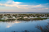 Expansive wetland scene in Andalusia featuring Brazo de la Torre flooding and reflection.