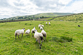Schafherde auf einem Feld in Yorkshire, England