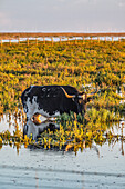 A marismena cow grazes peacefully in a seasonal wetland at Doñana National Park, surrounded by lush vegetation and water.