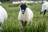 Swaledale sheep in Yorkshire , England