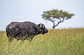 African buffalo, Cape buffalo (Syncerus caffer) grazing. Serengeti , Tanzania