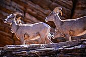 Eine Gruppe männlicher Dickhornschafe in einer Wüstenlandschaft im Zion National Park, Utah