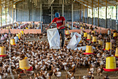 Farm worker in the barn of Poultry Farm (Armenteros Finca), Panama