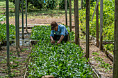 Worker tending to garden in MIDA Research Farm, Panama