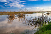 Scenic view of flooded marsh with bare trees in Doñana National Park, Andalusia, Spain.