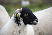 Swaledale sheep in Yorkshire , England