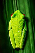 Red eyed tree frog, Agalychnis callidrias curious treefrog in rainforest Costa Rica hiding between green leafs