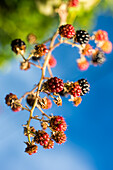 Close-up of a blackberry branch with ripe and unripe fruits against blue sky