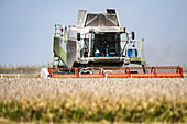 Rice harvester amidst egrets in a field, located in Isla Mayor, Sevilla, Spain.