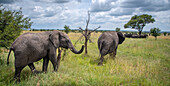 Afrikanische Savannen-Elefanten (Loxodonta africana) im Gras in der Serengeti, Tansania